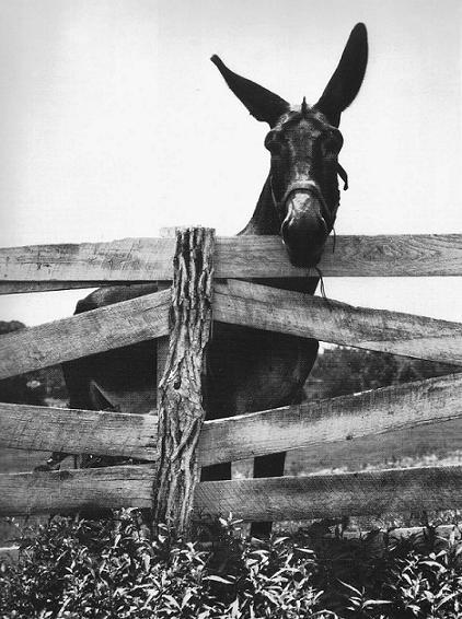 William Faulkner and the Mule Picture