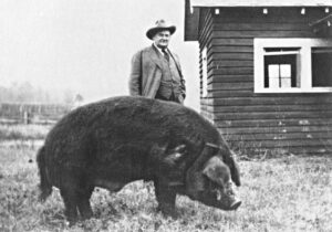 Col. Tom James standing next to Scissors the Pig (for size comparison) at Pine Crest Farm.