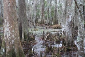 Jean-Lafitte National Historic Park and Preserve. Photo by Waverly McCarthy