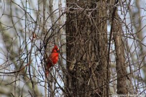 This Northern Cardinal is native to Mississippi.  Photo by Connor Heitzmann, Feb. 22, 2015.