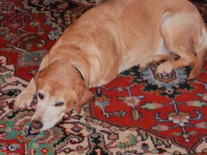 Alice Carson's golden lab, Maggie 