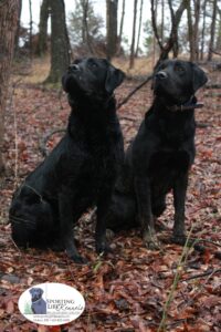 FTCH Rockybrook Lincoln of Glassgreen "Brook" and Levenghyl's Voice in the Wilderness "Preacher" watch for birds at Mallard's Croft. Photo by Shelby Nelson.