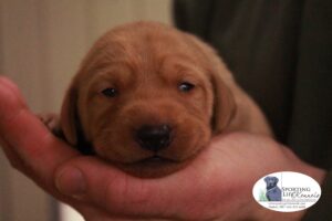 Two-week-old puppy from Sporting Life's Cup of Gumbo "Roux" and FTW Rockenhart Harvey "Harvey" beginning to open her eyes. Photo by Shelby Nelson.