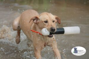 Jake, owned by Corey Clatworthy, working on retrieving from the water. Photo by Shelby Nelson.