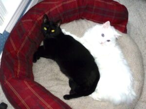 Alice Carson's cats, Willie (black) and Max (white) 