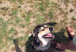 Blue enjoys a Friday afternoon in the park.