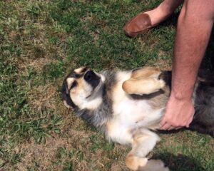 Bellyrubs are a quick way to win Blue's heart.