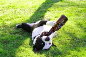 dog-drink-beer-upside-down