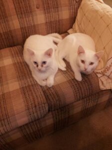 Sinea and Ouvok are in need of a home. Photo courtesy 9 Lives Cat Rescue Facebook. 