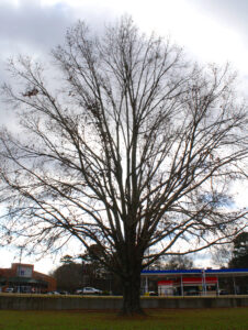 This Shumard oak, located on University Avenue in front of the old National guard Armory, although dormant at this time of year still stands majestic.