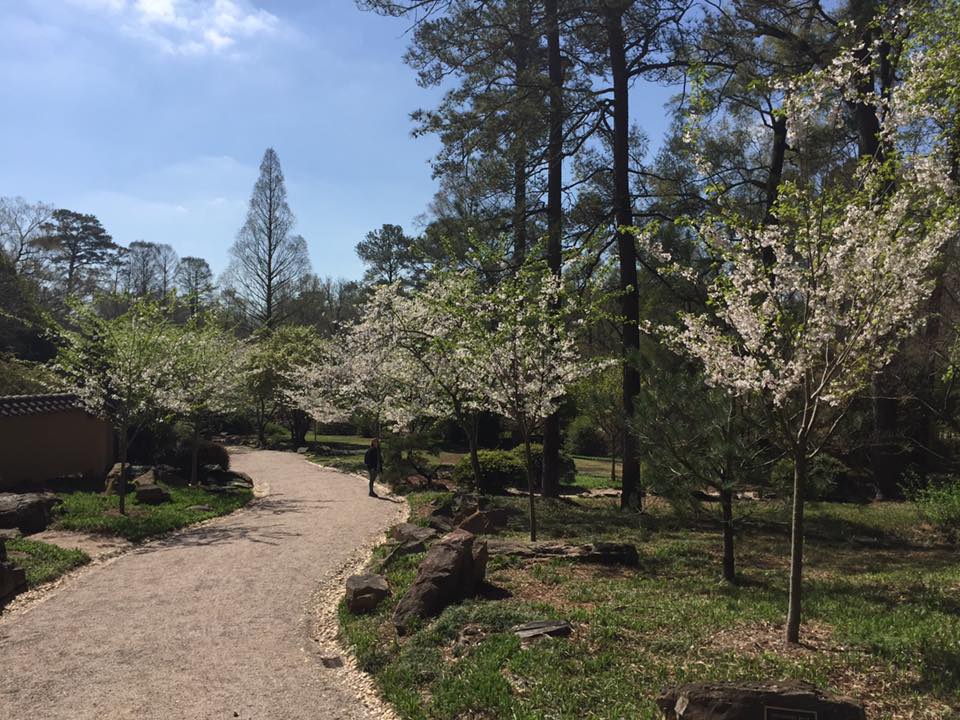 The Cherry Walk is beginning to bloom at Birmingham Botanical Gardens. Photo provided by Facebook.com / Birmingham Botanical Gardens