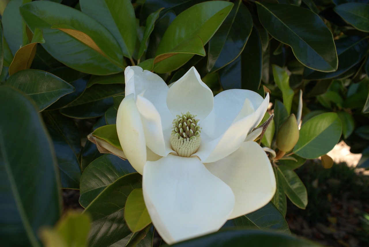 magnolia-951998_1280