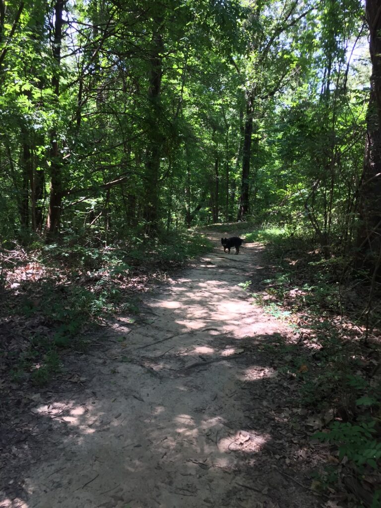 Pets can also enjoy a trek through nature. 