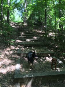 Bailey's Wood in summertime is perfect for walking your dogs. 