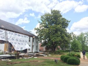 The magnolia tree will be cut down during the renovation. 