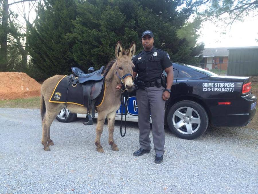 horses-oxford-mounted-patrol