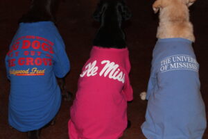 Labradors at Wildrose Kennels Show Off Their Ole Miss Loyalty