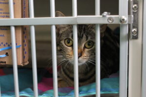 A kitty-cat ready to be adopted from the Oxford-Lafayette Humane Society
