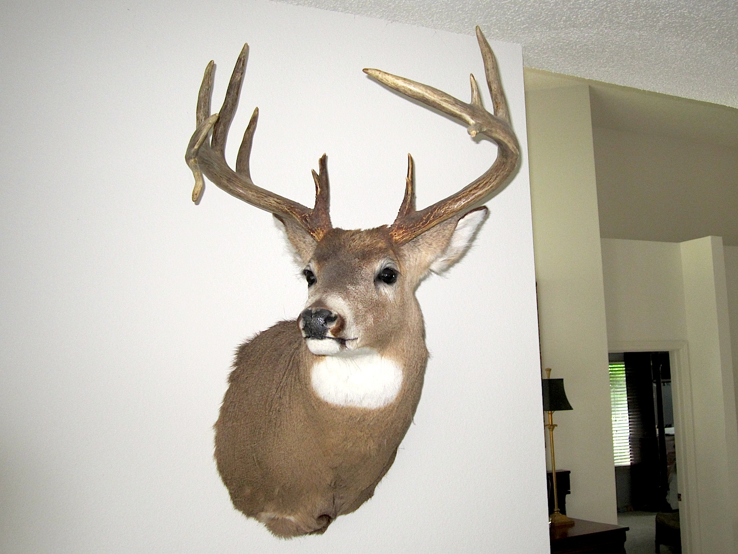 Spike Buck to Booner: The Magic of Age - Legendary Whitetails - Legendary  Whitetail's Blog