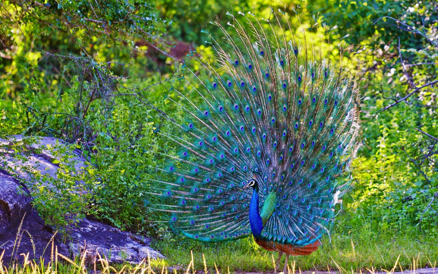 Dolly's Proud Peacocks — A Little-Known Faulkner Legacy