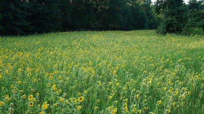 HottyToddy.com managing editor Kate Wallace and her husband, Matt, planted this beautiful field of sunflowers in preparation for dove season this fall. 