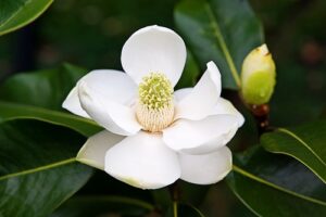 Magnolia with White Flowers