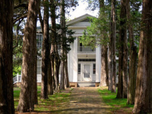 rowan oak