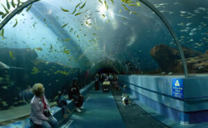 Georgia_Aquarium_-_Ocean_Voyager_Tunnel_Jan_2006