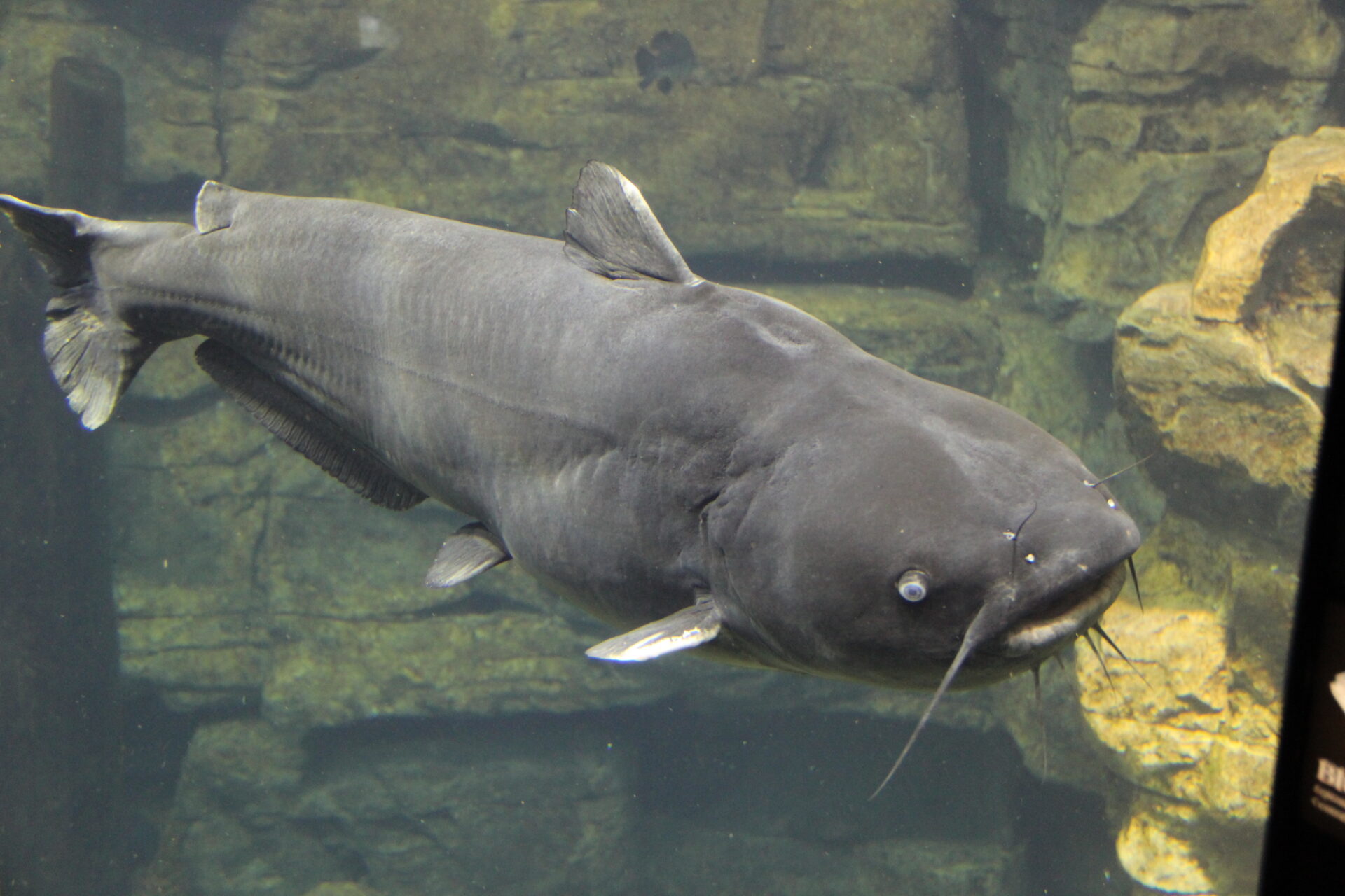 Reflections: The Big, BIG Catfish That Got Away 