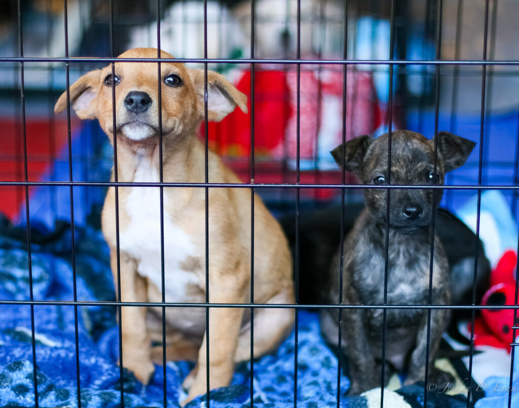 Mississippi Mutts two puppies