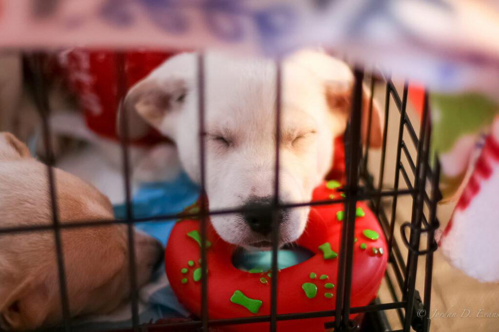 Mississippi Mutts puppy