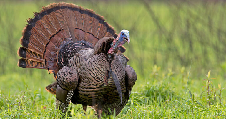 Turkey Harvest Reporting Begins This Spring - HottyToddy.com