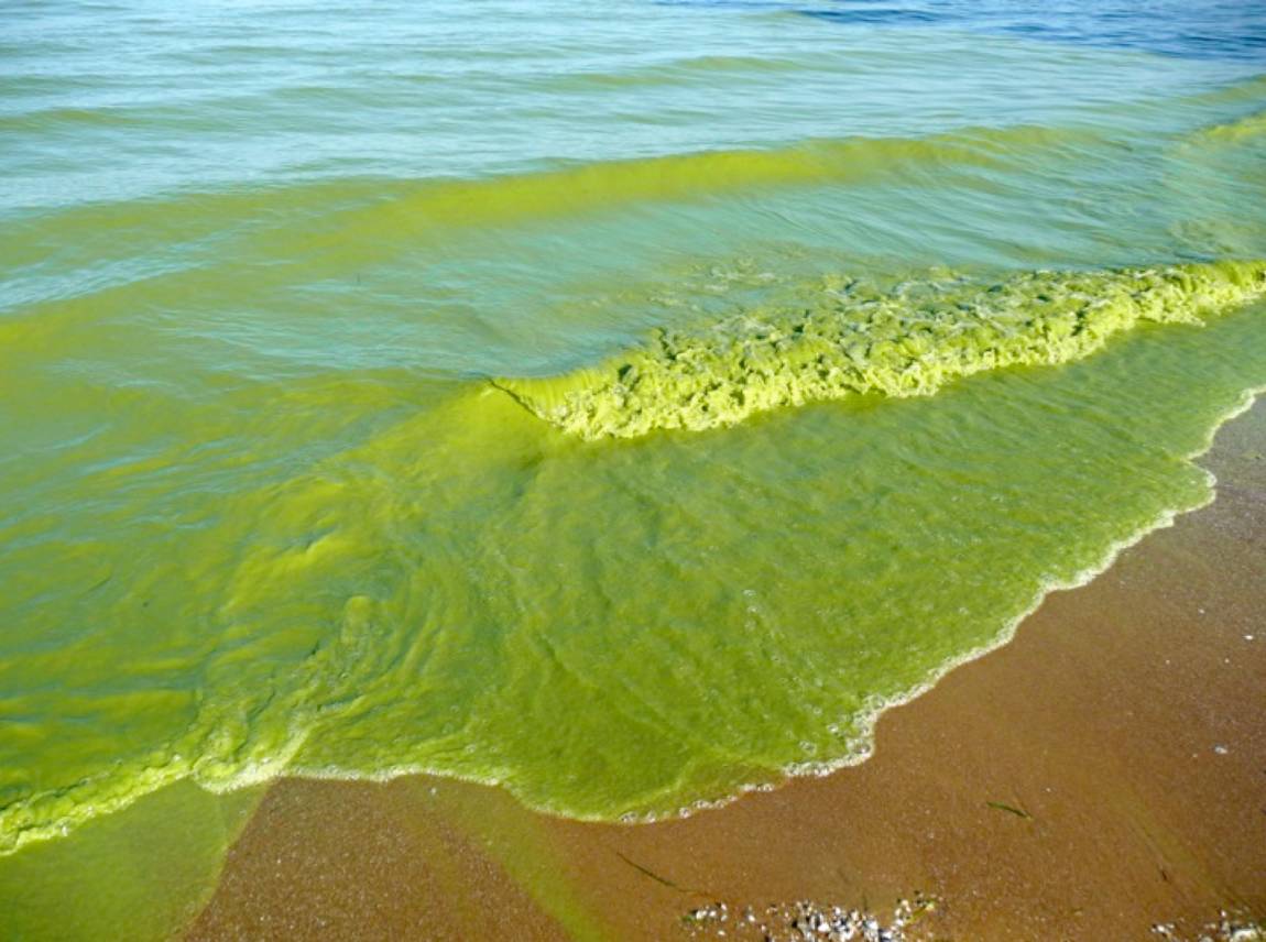 MDEQ Closes 9 Beaches on Mississippi Coast Due to Harmful Algal Bloom ...