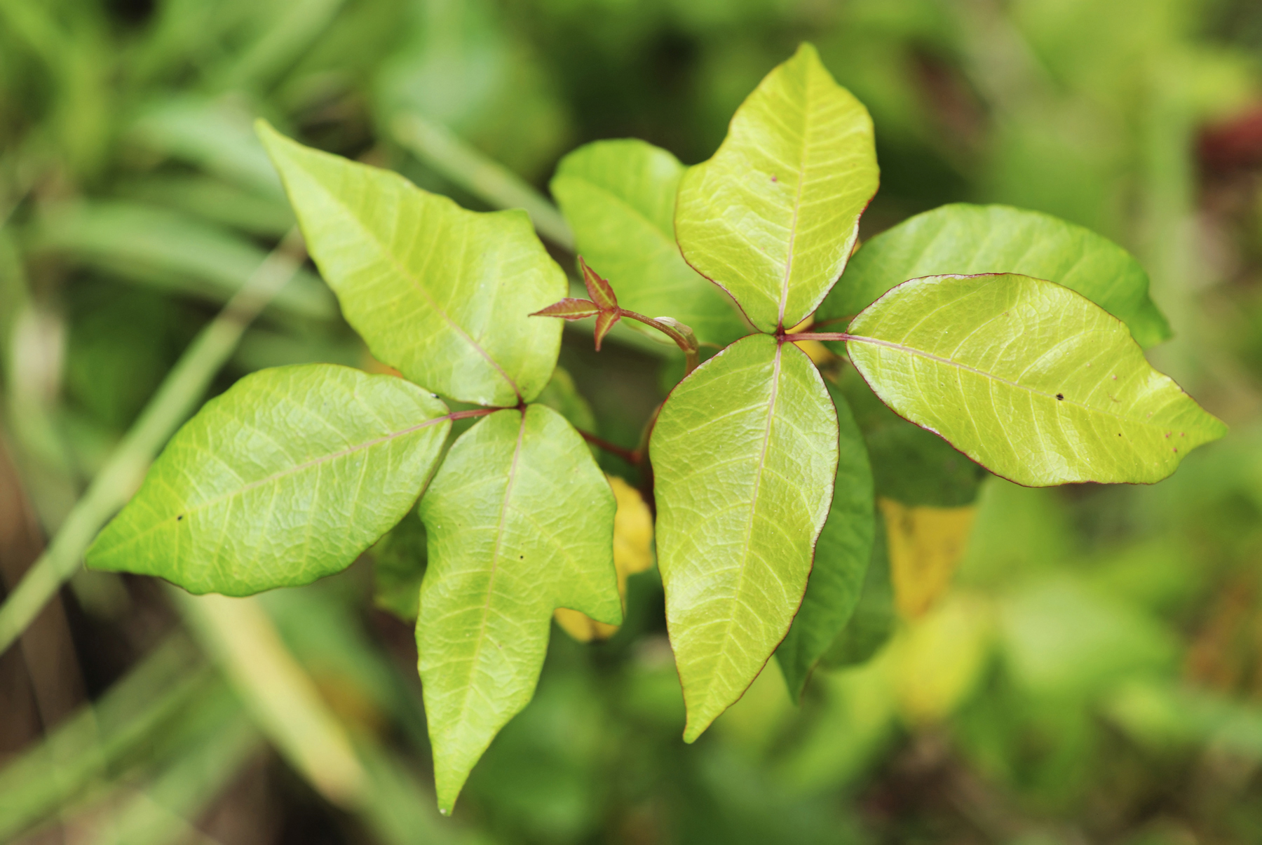 Why poison ivy is an unlikely climate change winner