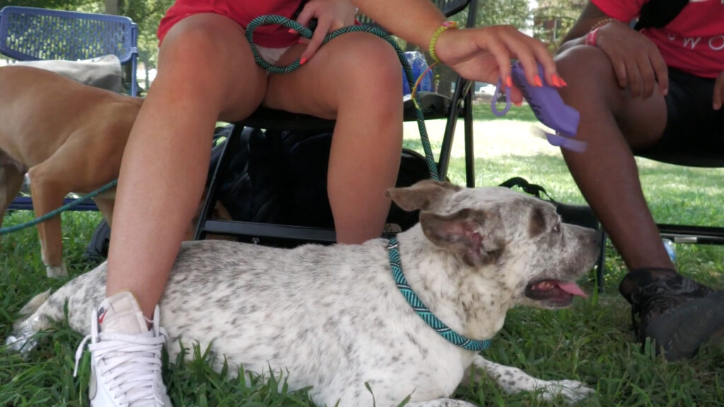 Cooling dog with fan.