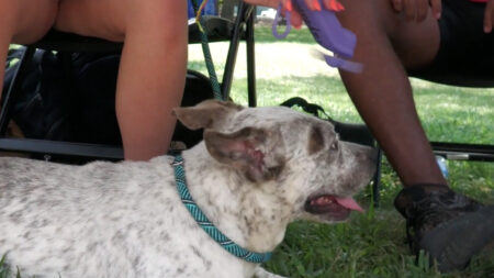 Cooling dog with fan.