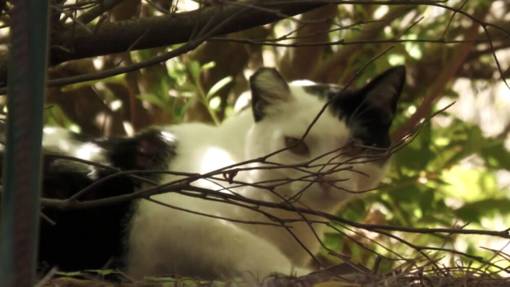 Cat in bushes