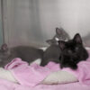 Three kittens on pillow.