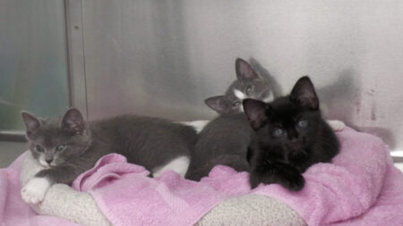 Three kittens on pillow.