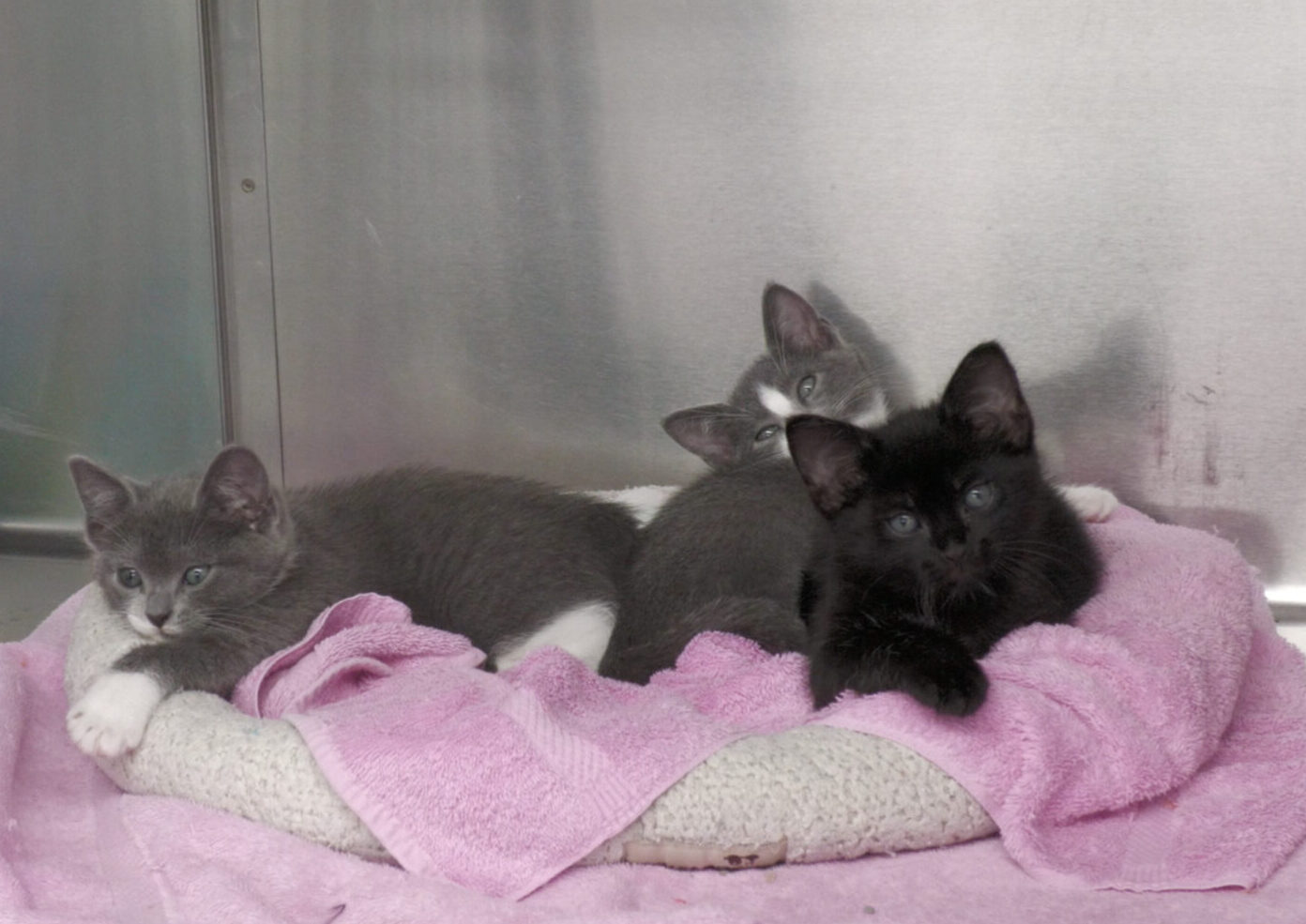 Three kittens on pillow.